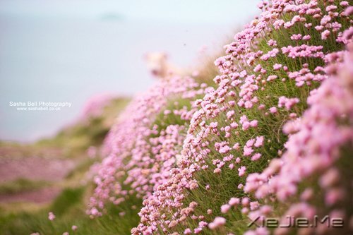 生命,只需要一个甜美的微笑 (1)