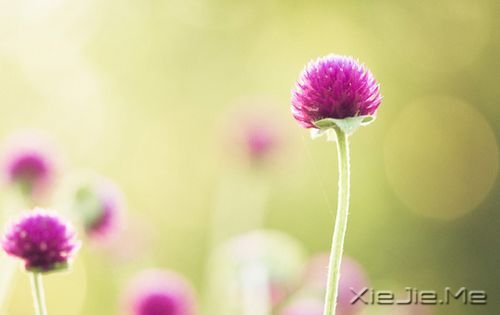 晚安心语:总有一次哭泣,让人瞬间长大 (8)