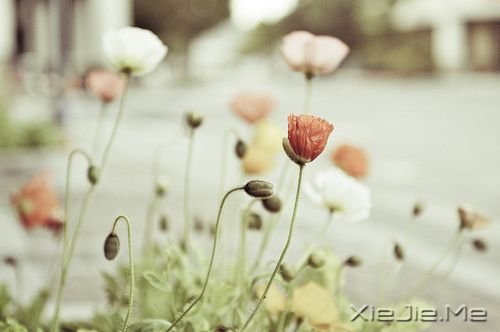 安静,一种淡淡的祥和 (8)